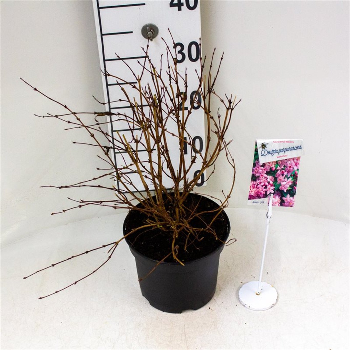 Deutzia purp. 'Kalmiiflora' - C3 30-40 CM